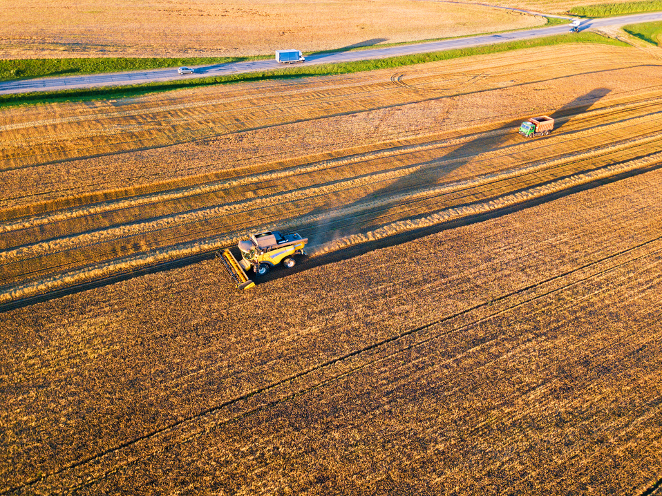 Harvester machine working in field. Combine machine harvesting agriculture golden ripe wheat field. Aerial view on the combine working on large rye field near Minsk, Belarus